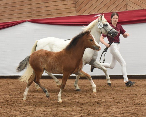 horse Birkenstein's Goldmarie (Welsh mountain pony (SEK.A), 2021, from De Weyerds Houston)