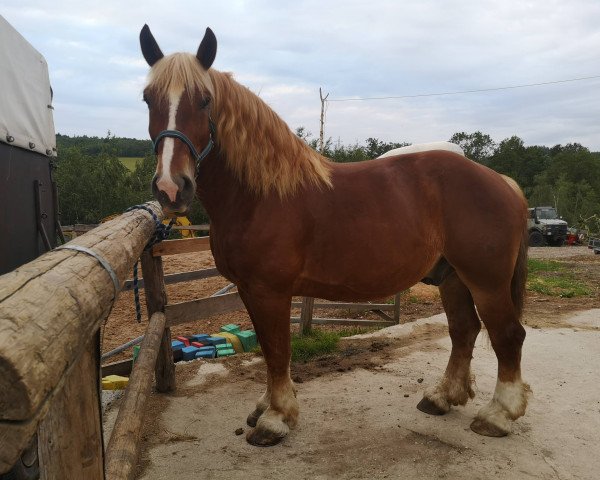 Pferd Caesar (Rheinisch-Deutsches Kaltblut, 2012, von Cato)