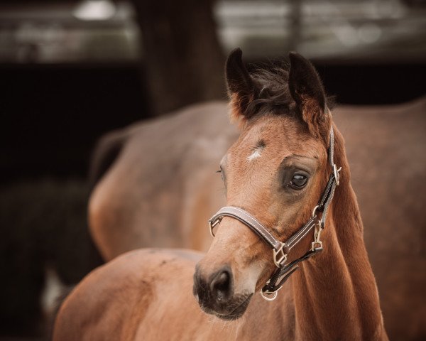 horse Fränzchen (Westphalian, 2021)