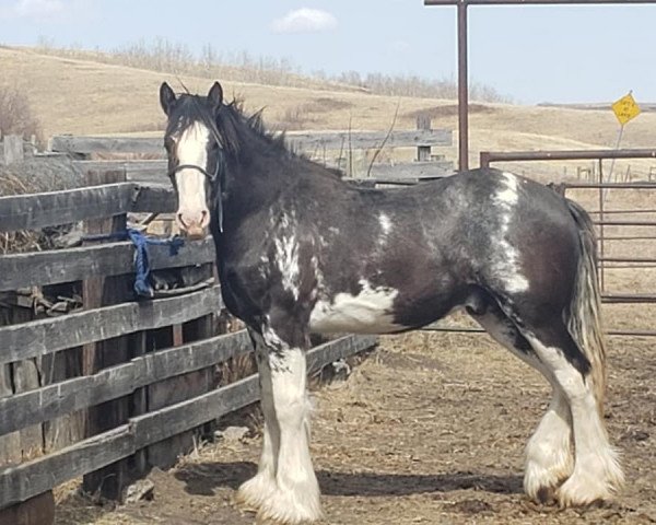 horse Battle River Lenny (Clydesdale, 2019, from Renaissance Thor God of Thunder)