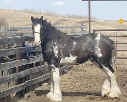 horse Battle River Lenny (Clydesdale, 2019, from Renaissance Thor God of Thunder)