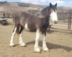 horse Battle River Cleo (Clydesdale, 2020, from Cranbrook's Mr. Jock)