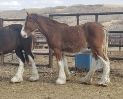 Pferd Battle River Clancy (Clydesdale, 2020, von Hatfield Hightower)