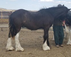 Pferd Amethyst Tyler (Clydesdale, 2020, von Renaissance Thor God of Thunder)