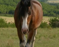 Pferd Battle River Trent (Clydesdale, 2002, von Grandview Sir El Capitan)