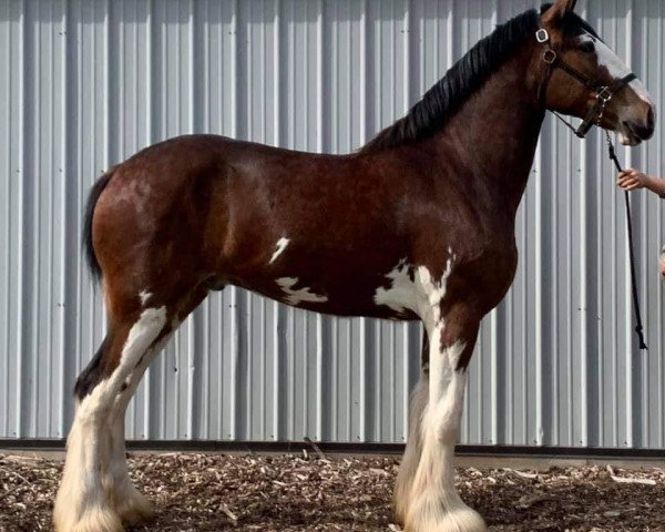 Pferd K.D.J.'s Jack of Spades (Clydesdale, 2018, von Armageddon's Lord Nehemiah)