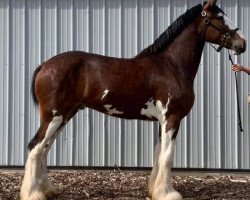 Pferd K.D.J.'s Jack of Spades (Clydesdale, 2018, von Armageddon's Lord Nehemiah)