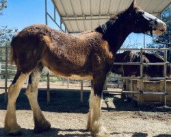 horse Joseph Lake's Miss Remington (Clydesdale, 2020, from Joseph Lake's Captain Macleod)