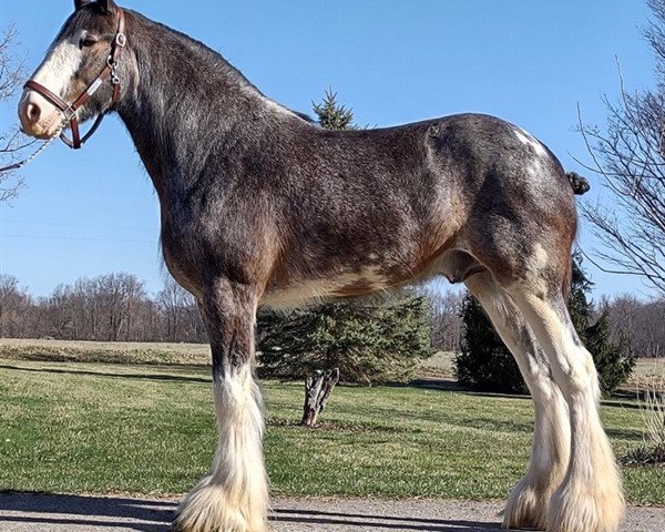 Deckhengst Hill Topper Star's Beau (Clydesdale, 2016, von Doura Rising Star)