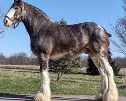 stallion Hill Topper Star's Beau (Clydesdale, 2016, from Doura Rising Star)