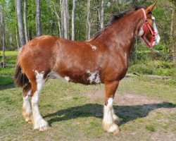 Pferd Explorer's Dina (Clydesdale, 2008, von Millisle Explorer)