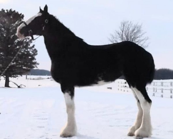 horse Dajo Lord Bella (Clydesdale, 2016, from Mountain Meadows Lord Elijah)