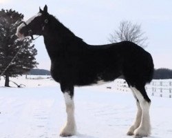 horse Dajo Lord Bella (Clydesdale, 2016, from Mountain Meadows Lord Elijah)