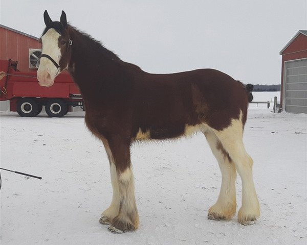 Pferd Carson's S.T. Jordan (Clydesdale, 2018, von Gor-dey Seattle Thor)