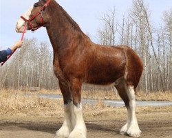 Pferd Canwest Crusader (Clydesdale, 2017, von Hillmoor Fusilier)