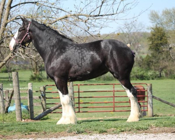 Pferd C3 Diamond's Nora (Clydesdale, 2017, von Willow Way Marshall)