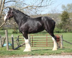 horse C3 Diamond's Nora (Clydesdale, 2017, from Willow Way Marshall)