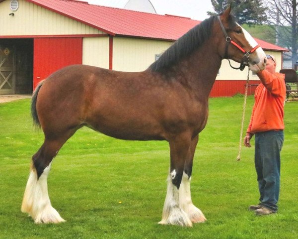 Zuchtstute Brookside Stella (Clydesdale, 2018, von Irish Thunder's Celtic Dawson)