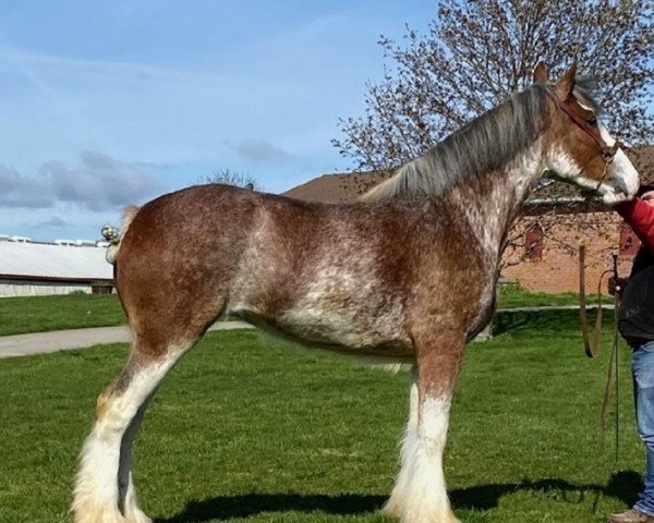 horse Bell's Superior Lady (Clydesdale, 2018, from Tablerock's Cracker Jack)