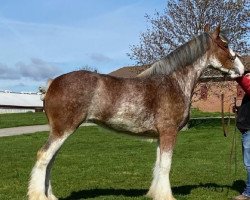 Pferd Bell's Superior Lady (Clydesdale, 2018, von Tablerock's Cracker Jack)