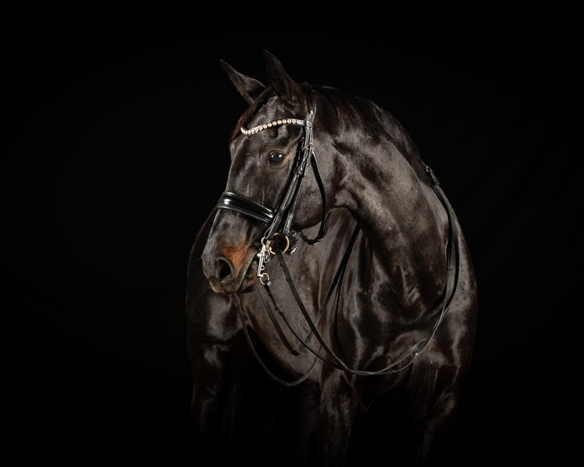 Dressurpferd Suri B (Westfale, 2008, von San Amour I)