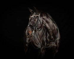 dressage horse Suri B (Westphalian, 2008, from San Amour I)