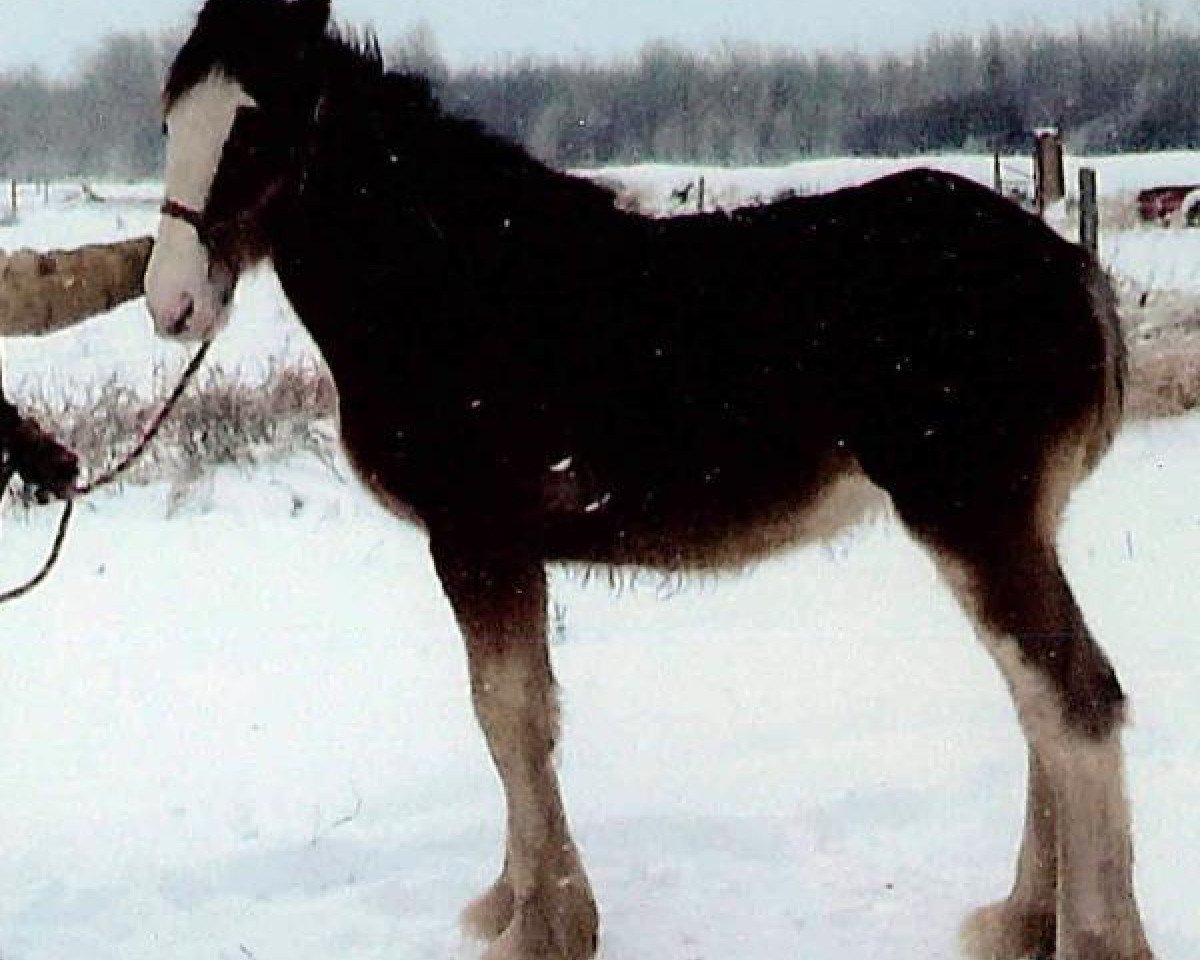 Zuchtstute Bell's Superior Emma (Clydesdale, 2014, von Bell's Superior Duke)