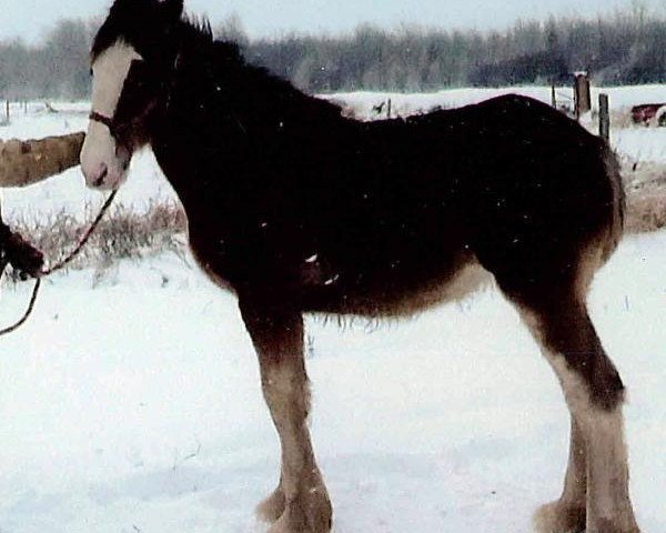 broodmare Bell's Superior Emma (Clydesdale, 2014, from Bell's Superior Duke)