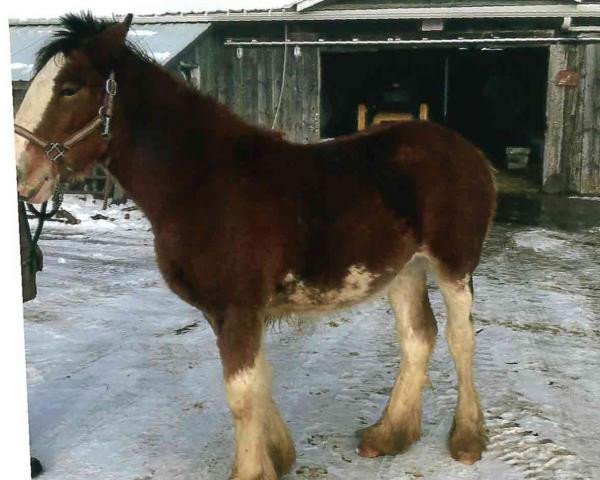 horse Bell's Superior Billie (Clydesdale, 2018, from Tablerock's Cracker Jack)