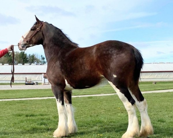 horse Bell's Superior Kerry (Clydesdale, 2016, from Tablerock's Cracker Jack)