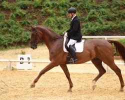 dressage horse Kardinal Franz (Hanoverian, 2008, from Kaiser Karl)