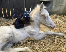 Dressurpferd Glasfaser (Deutsches Reitpony, 2020, von Gigabyte)