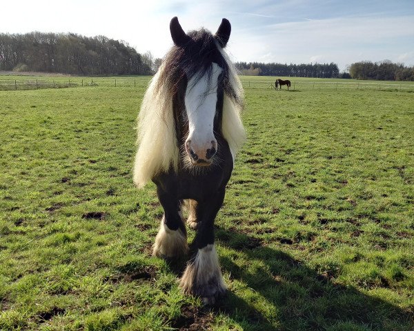 Pferd Gerry (Tinker / Irish Cob / Gypsy Vanner, 2003)