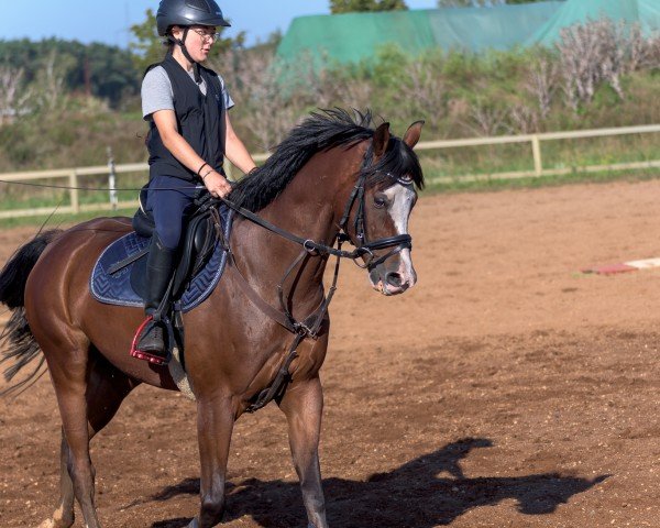 jumper Django 451 (German Riding Pony, 2014, from Davignon)