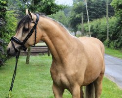 dressage horse Don Can Do (German Riding Pony, 2018, from Cosmopolitan NRW)