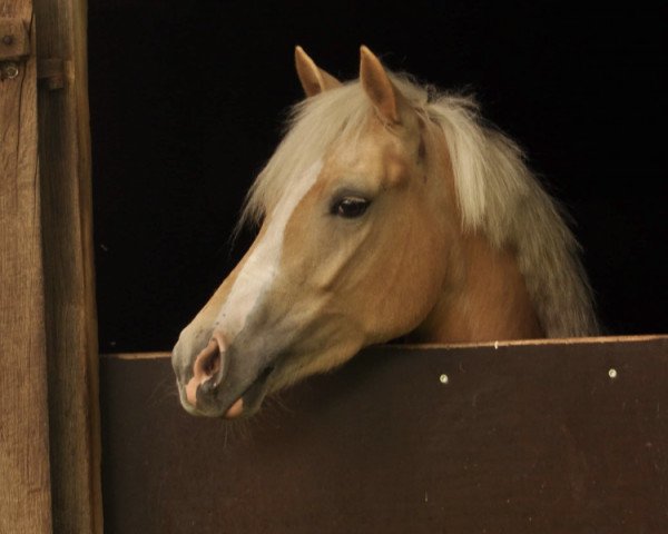 broodmare Failshofer Coconut Kiss (German Riding Pony, 2011, from Gründleinshof's Golden Starlight)