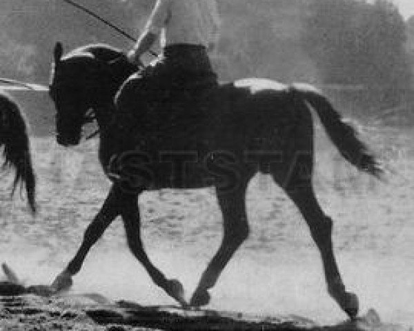 stallion Freischaerler (Hanoverian, 1943, from Feiner Kerl)