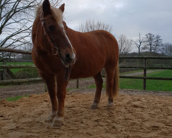 horse Biene 261 (Haflinger Mix, 1994)