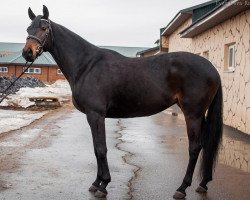 horse Germiona (Russisch Trakehner, 2016, from General xx)