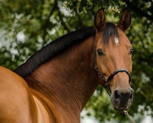 Springpferd Lehnsboy (Rheinländer, 2001, von Lehnsherr GL)