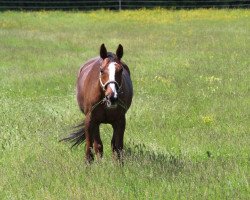 dressage horse Shirly Sue (German Warmblood, 1997, from Samenco I B)