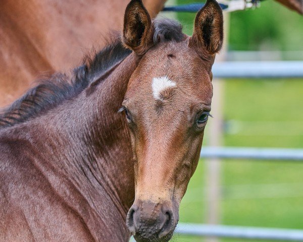 foal by Con Neptun (Hanoverian, 2025, from DSP Con Spirit)