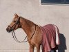 dressage horse Aloha Sunshine (German Riding Pony, 2004, from Stukhuster Ricardo Go For Gold)