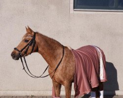 dressage horse Aloha Sunshine (German Riding Pony, 2004, from Stukhuster Ricardo Go For Gold)