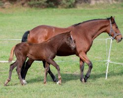 broodmare Corina (Zangersheide riding horse, 2019, from Calvano)