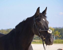 horse Milton de Gibecq (Belgian Warmblood, 1996, from Landwind)