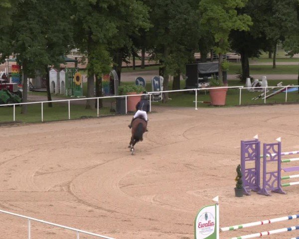 Reitturnier Stadl-Paura 2025