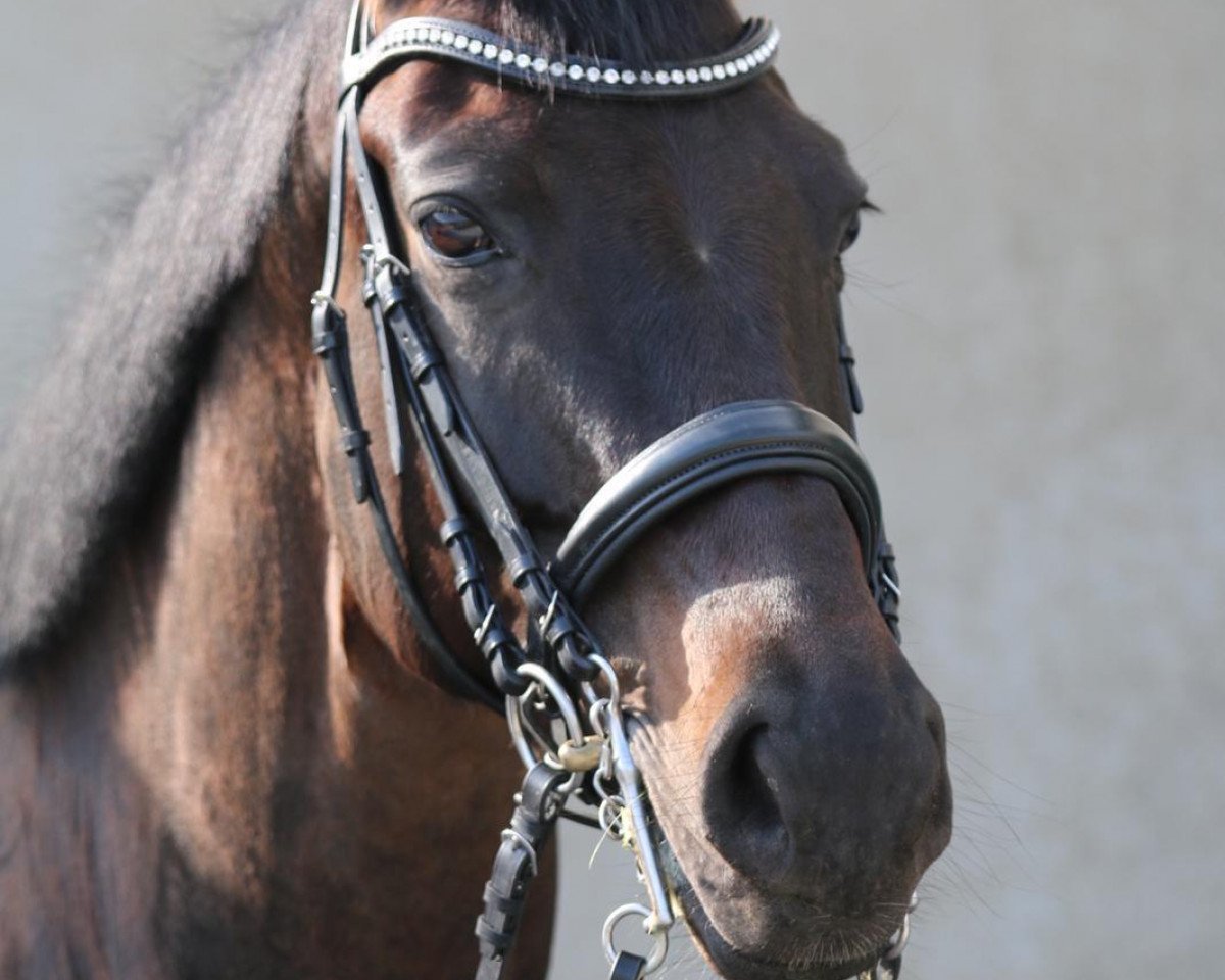 broodmare Design by W (Rhinelander, 2011, from Diamond Hit)