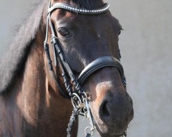 dressage horse Design by W (Rhinelander, 2011, from Diamond Hit)