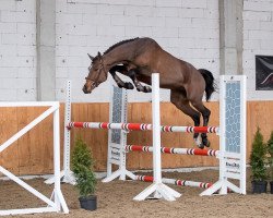 stallion Calvano (Holsteiner, 2014, from Casall)